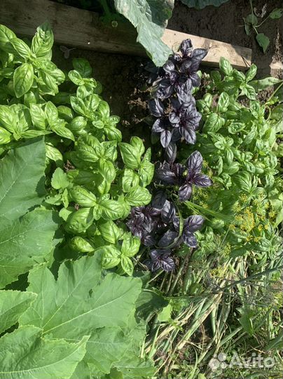 Базилик свежий и шпинат