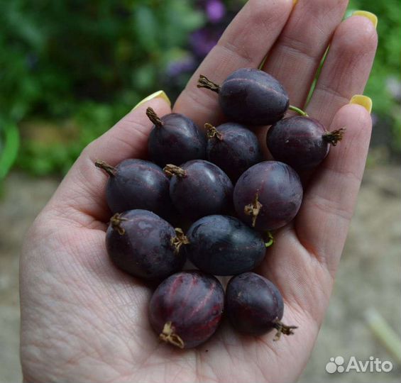 Крыжовник розовый 2