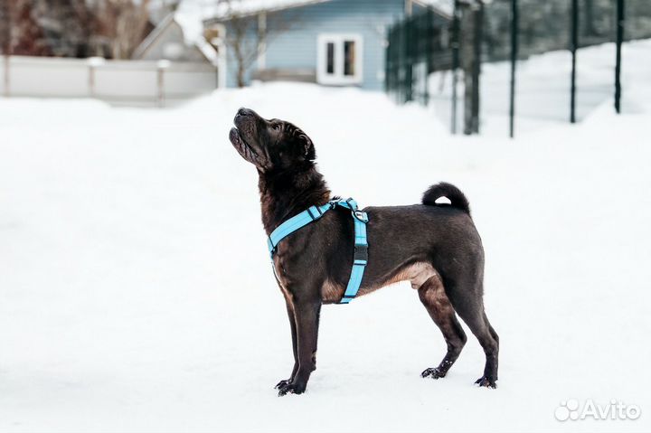 Шарпей Волик