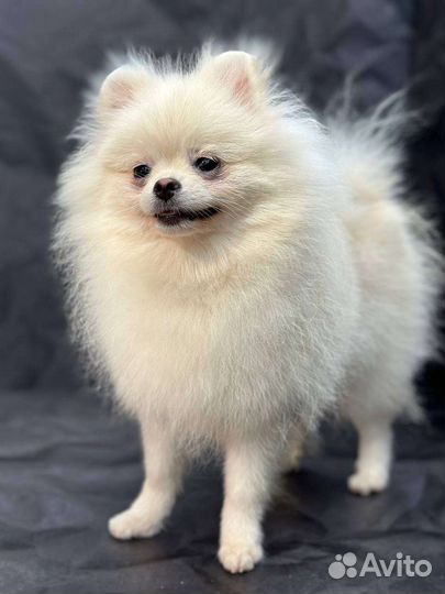 Белый померанский шпиц