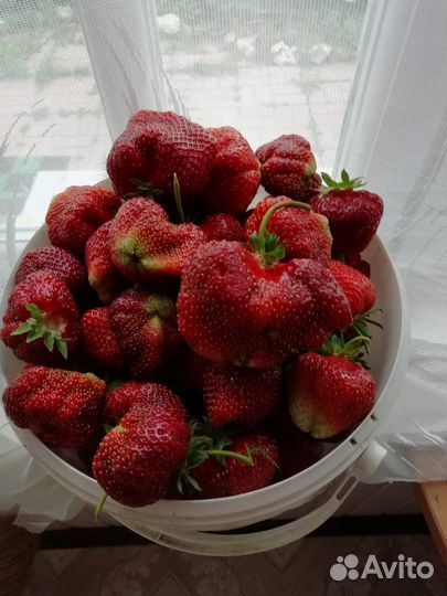 Клубника (усы, рассада, саженцы), цветы