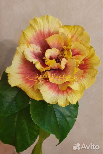 Сортовой гибискус crown jellyfish