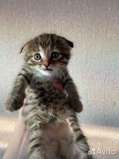 Шотландская