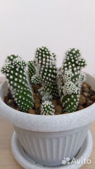 Кактусы разных видов, молочай эуфорбия, суккулент