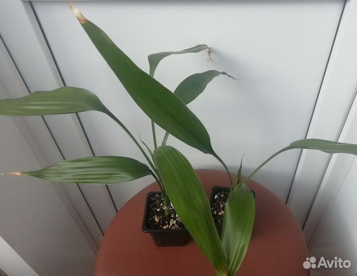 Комнатный бамбук (Драцена сандеро)