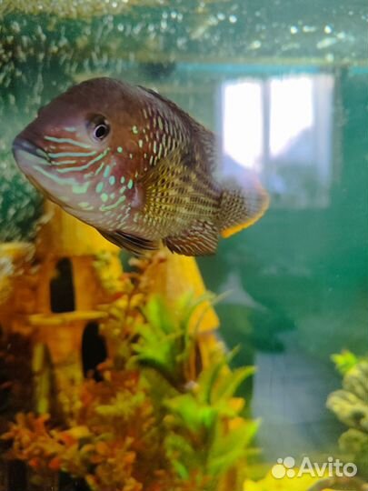 Акара бирюзовая