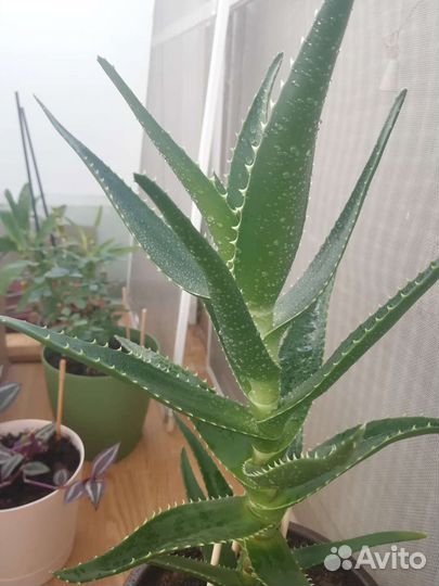 Алоэ Дэлета 4 года