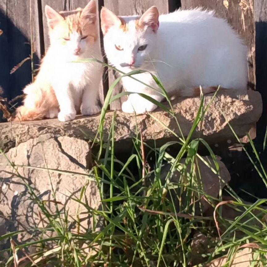 Котята в добрые руки бесплатно