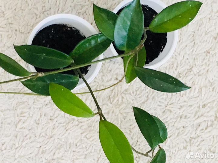 Хойя домашние цветы