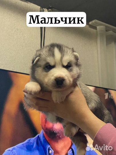 Щенки Маламута