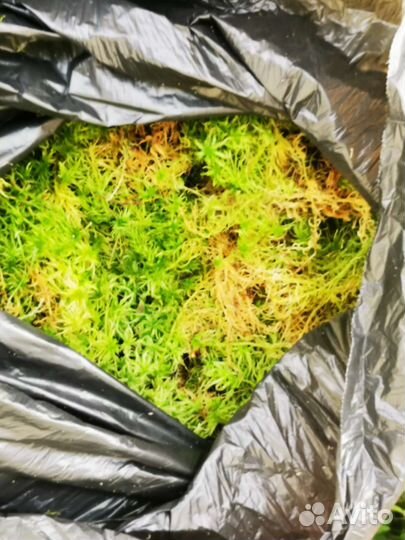 Мох сфагнум живой