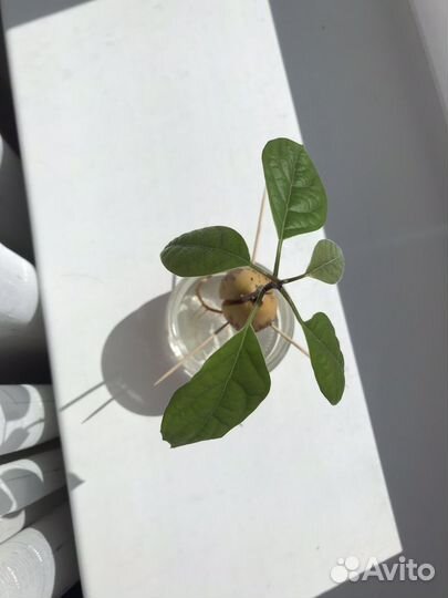 Продам растение авокадо