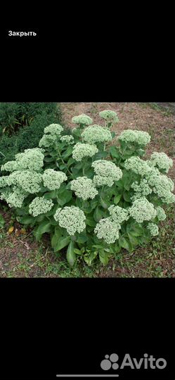 Очиток видный