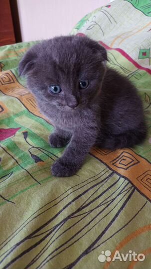 Шотландская