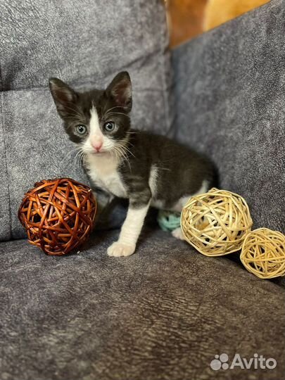 Котята в добрые руки бесплатно