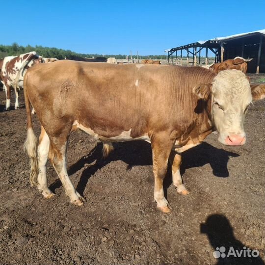 Бычки и телки казахская белоголовая