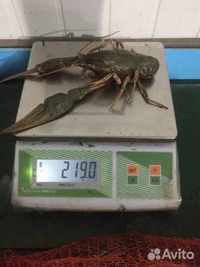 Живые раки. Дон раки. Зеленоград