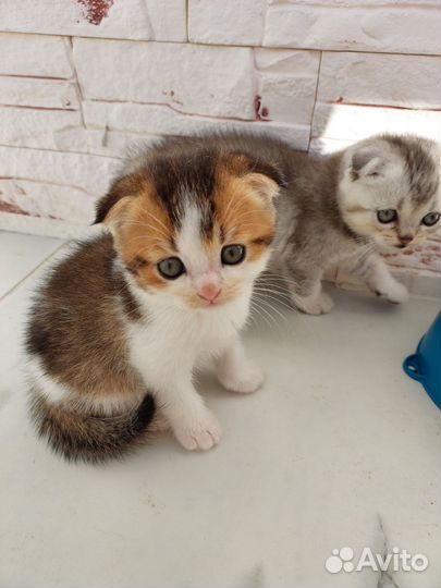 Шотландские котята