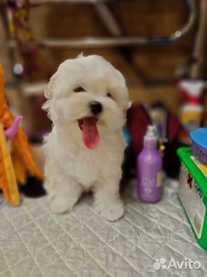 Красивые щенки мальтезе РКФ. мальтийская болонка