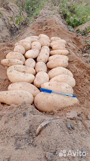 Картофель спунта Египет