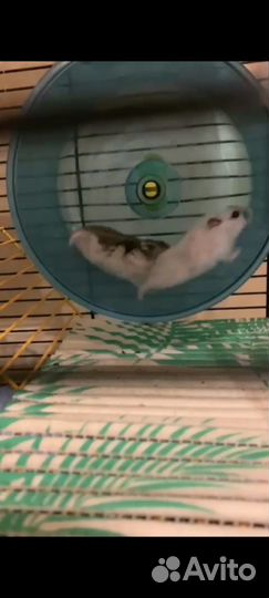 Джунгарский хомяк бесплатно