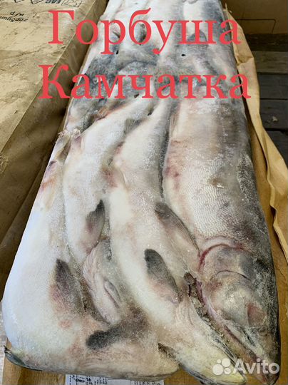 Чавыча / нерка /кижуч / горбуша (камчатка)