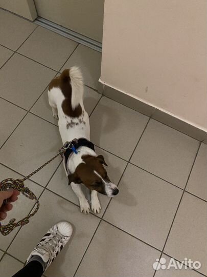 Выгул собак/зооняня