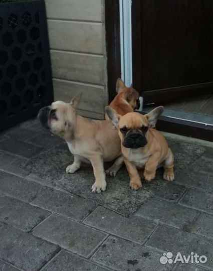 Французский бульдог щенки