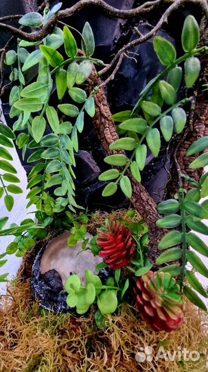 Бронь Готовый террариум для лягушек