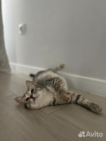 Кошечка ищет дом