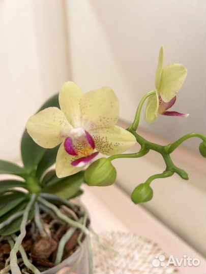 Орхидея фаленопсис