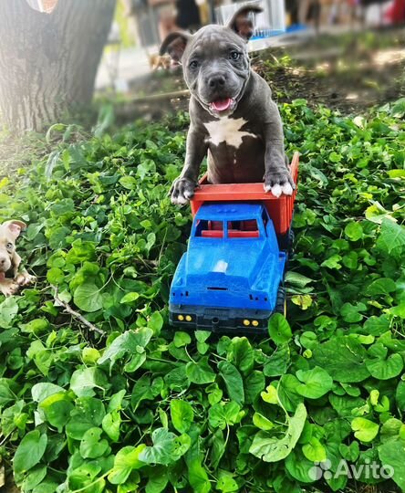 Американский булли покет щенки