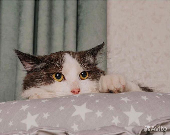 Котенок, мальчик