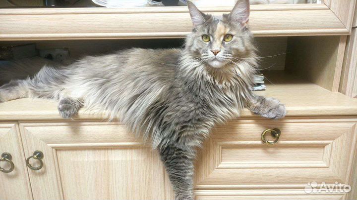 Котята Мейн-кун