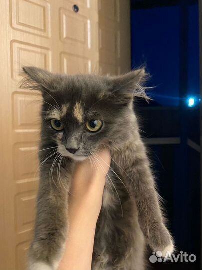 Кошечка девочка в добрые руки