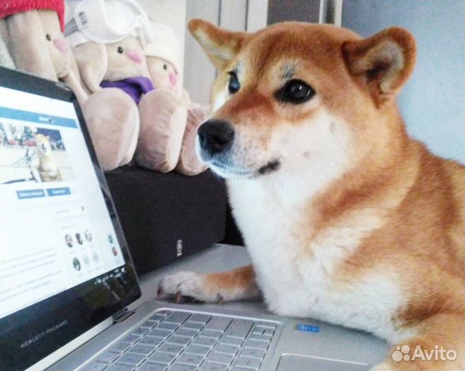 Удаленная работа от 4 ч. Нет продаж.Офиц. Оператор