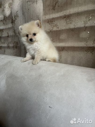 Мини девочка