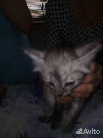 Котята в добрые руки бесплатно