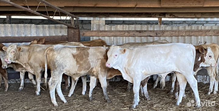 Продаются быки