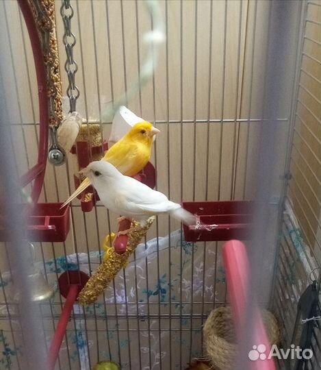 Кенарь и канарейка