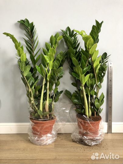 Замиокулькас Замиелистный 80-90 см