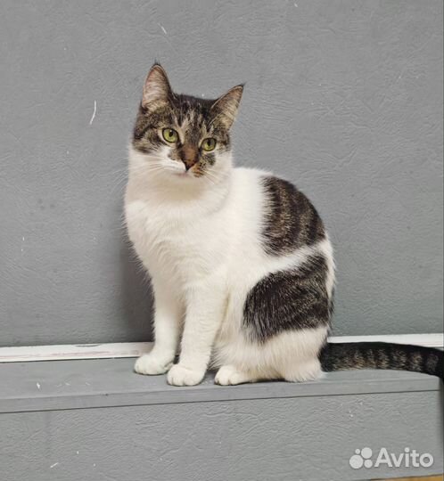 Котенок подросток