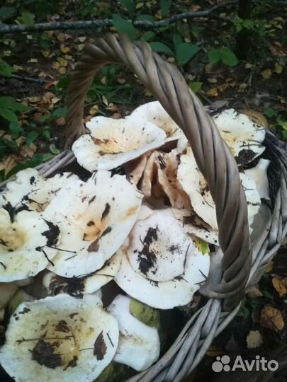 В продаже грузди белые есть 6 банок