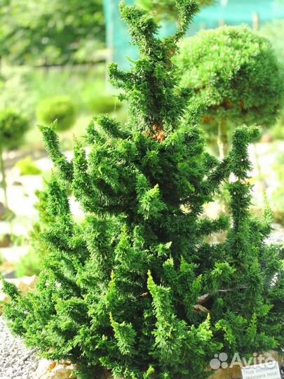 Редкие туи информация в описании