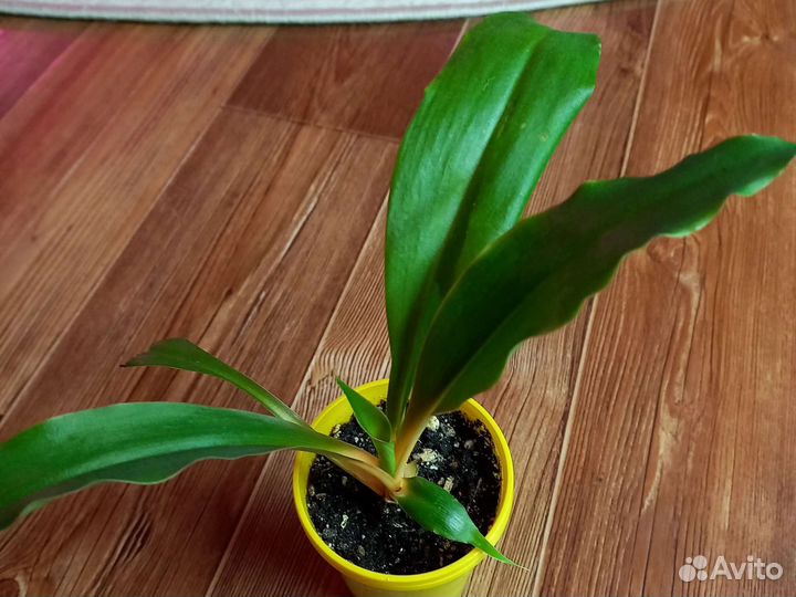 Хлорофитум оранж