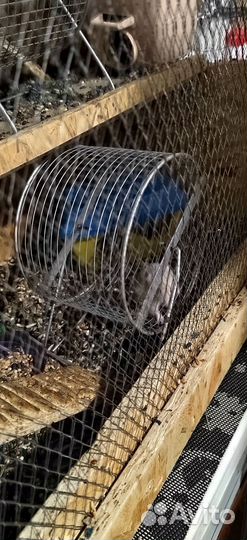 Хомяки вместе с клеткой