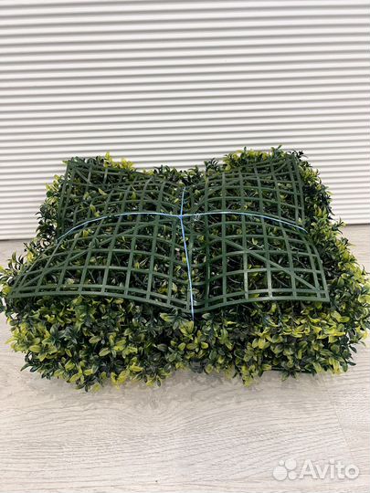 Самшит вечнозеленый