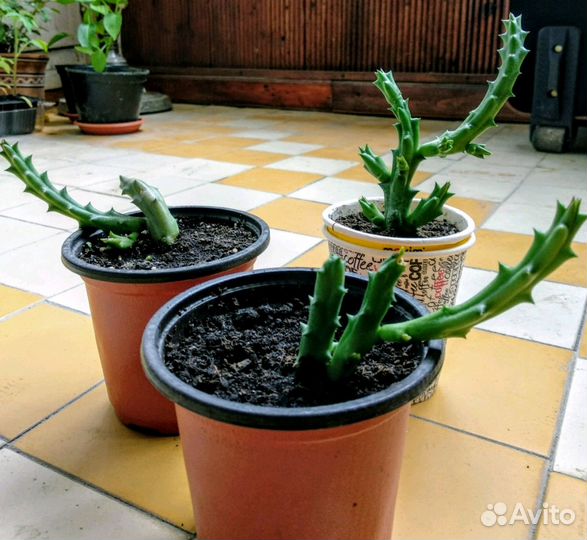 Суккулент Стапелия