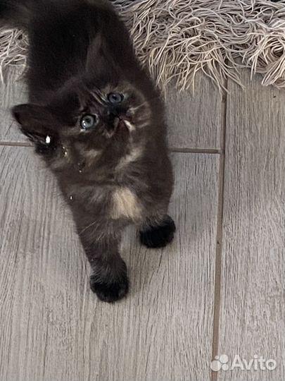 Котята в добрые руки даром бесплатно