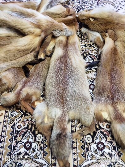 Шкуры лисы (лесная)